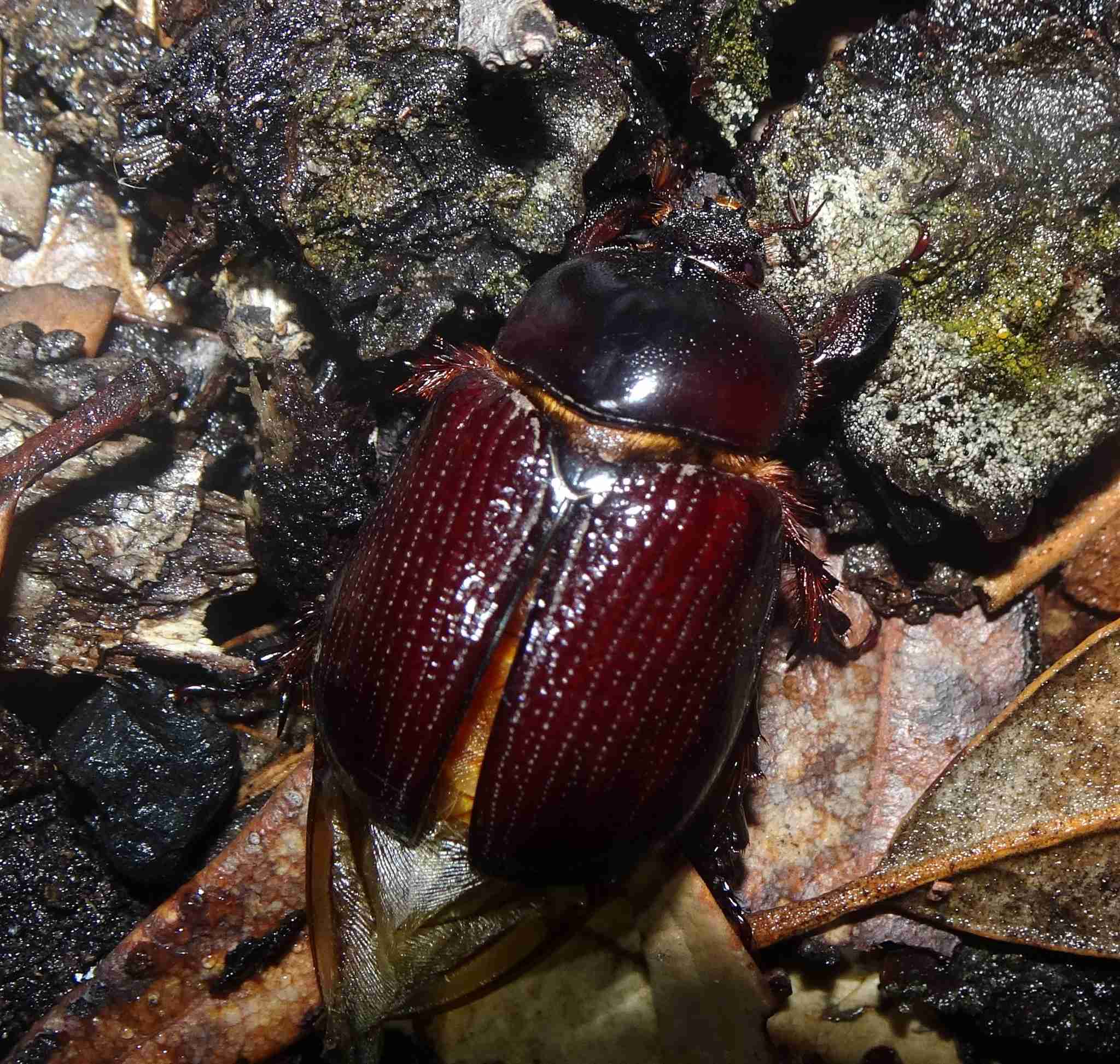 Tomarus gibbosus
