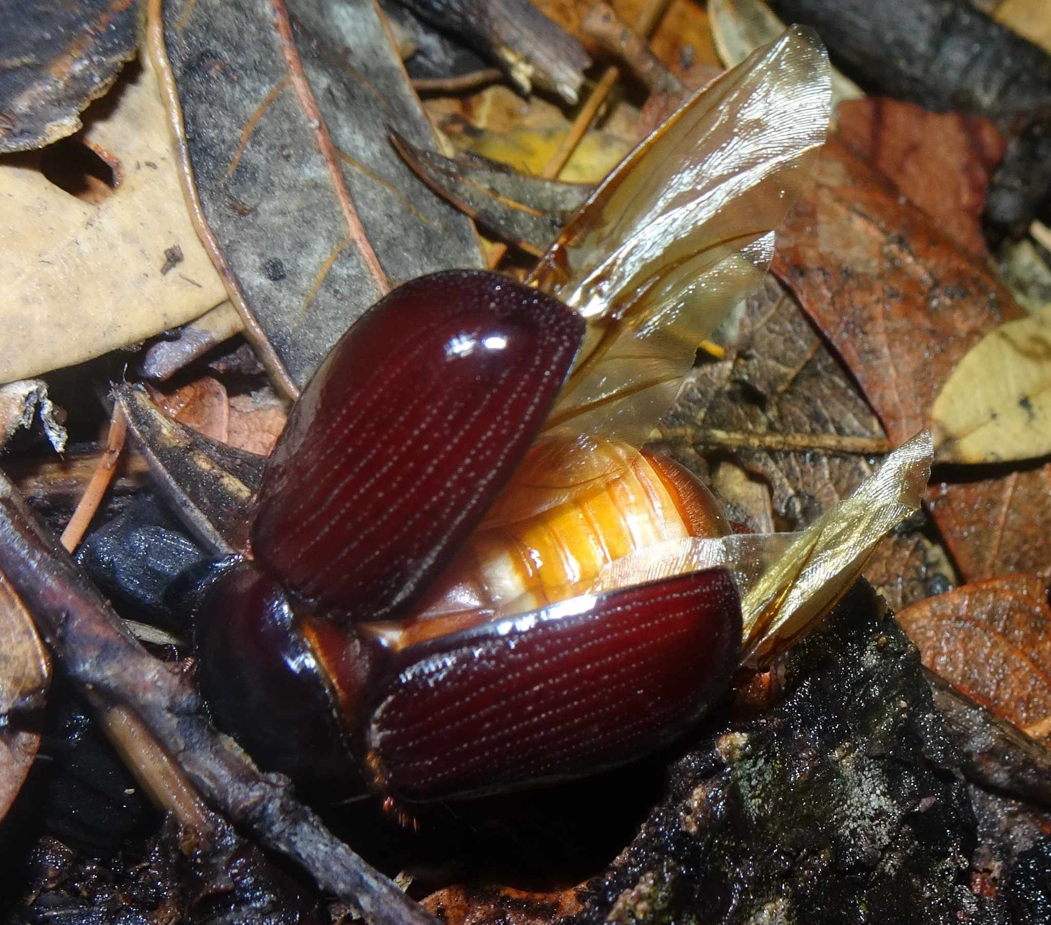 Tomarus gibbosus