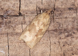 Planotortrix octo