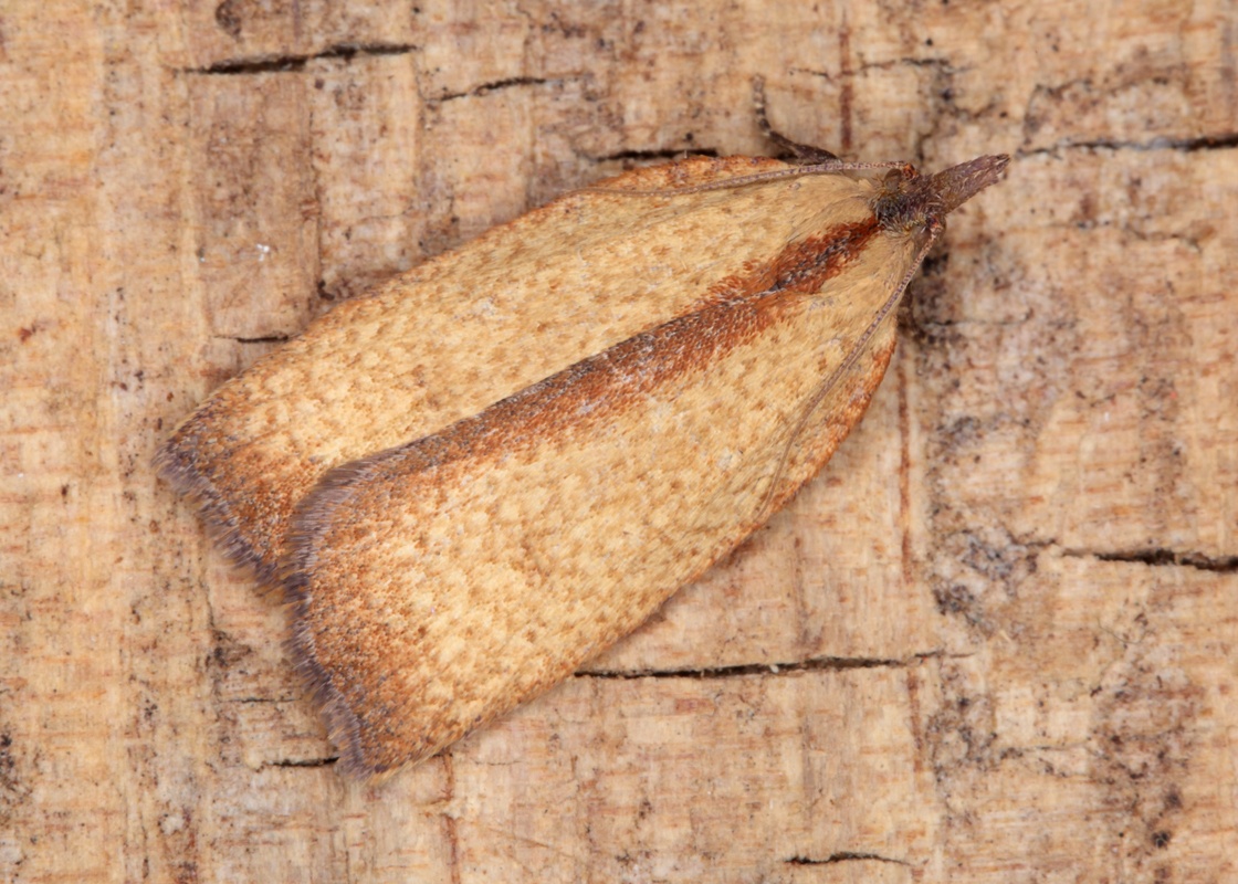 Planotortrix octo