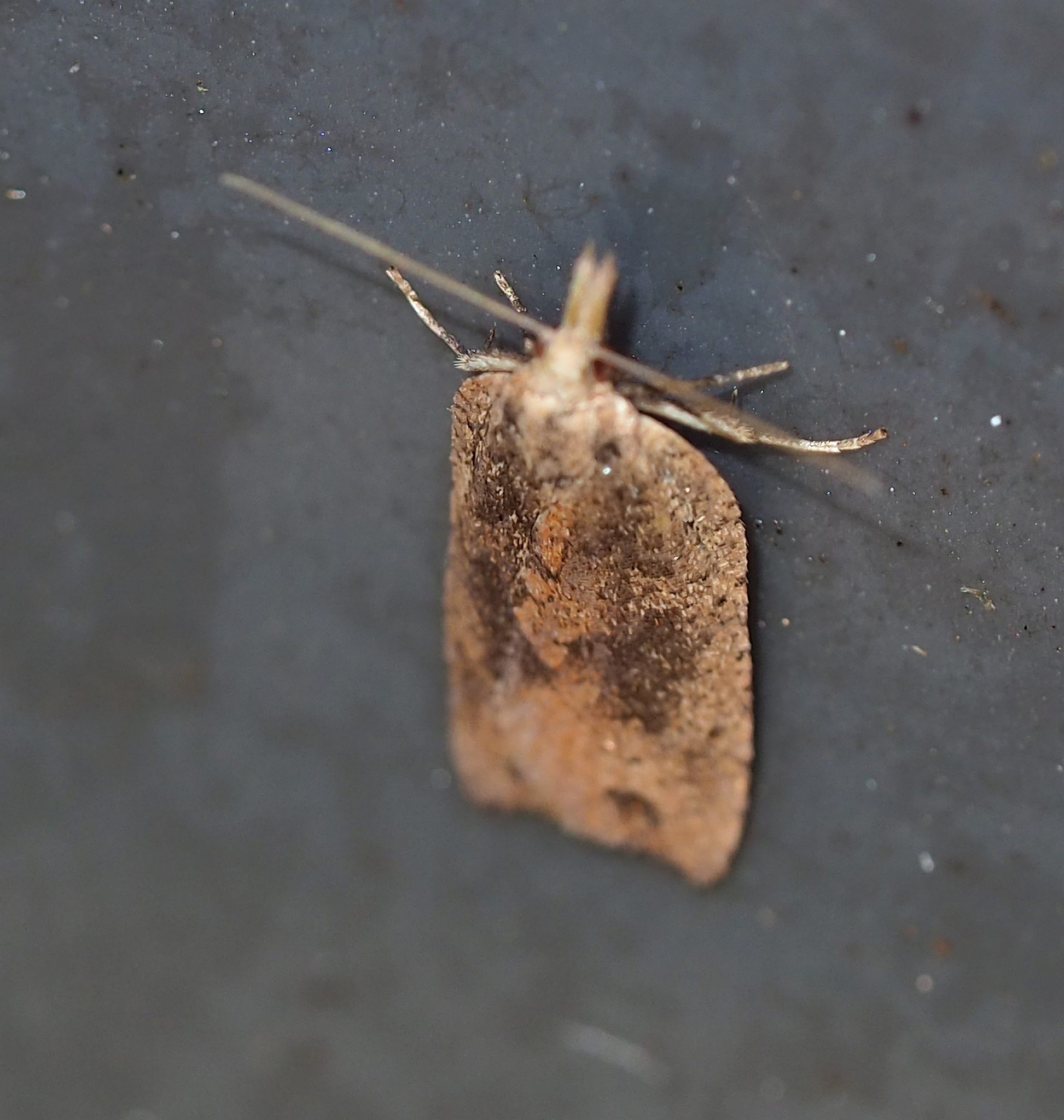Planotortrix octo