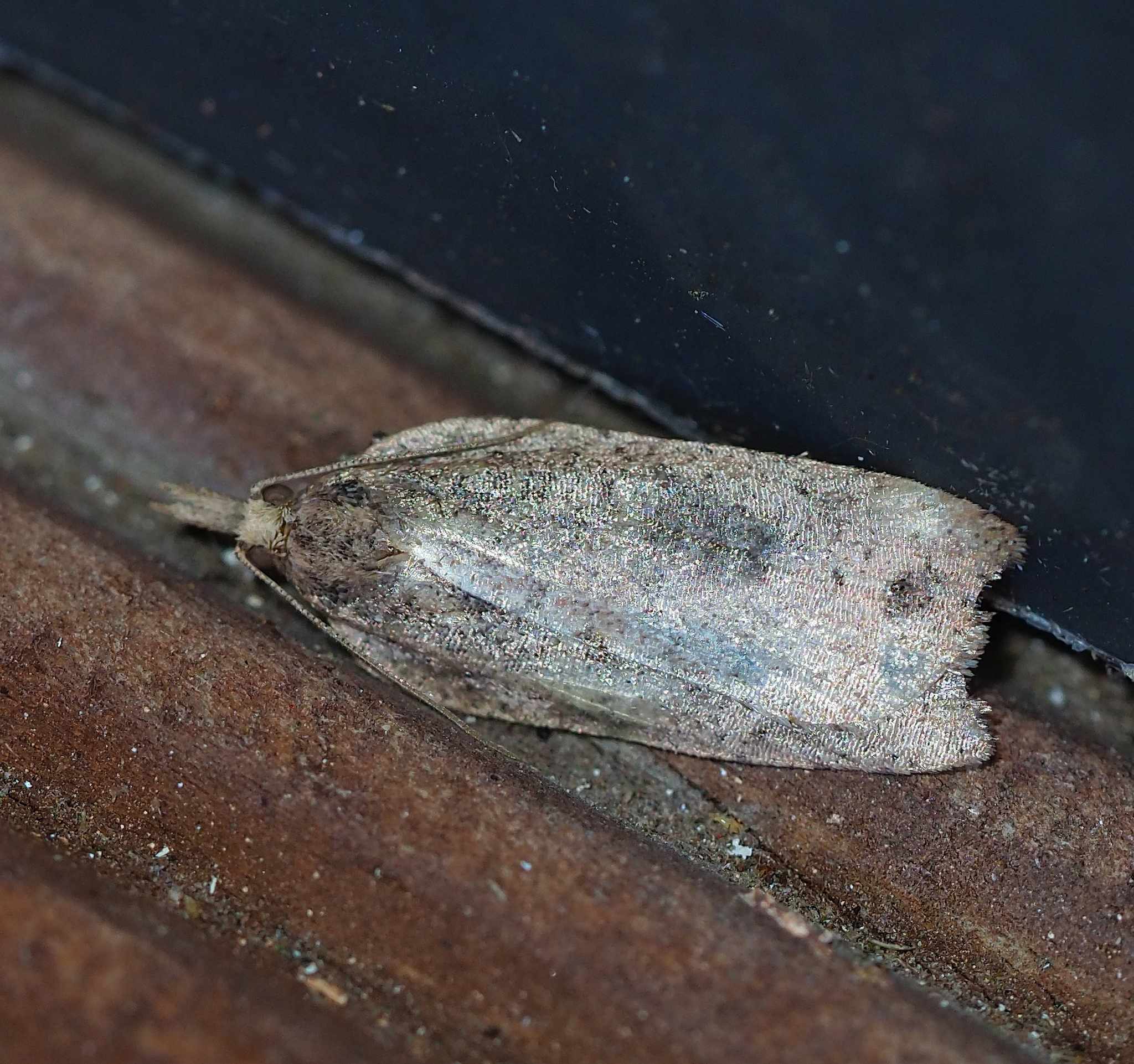 Planotortrix octo