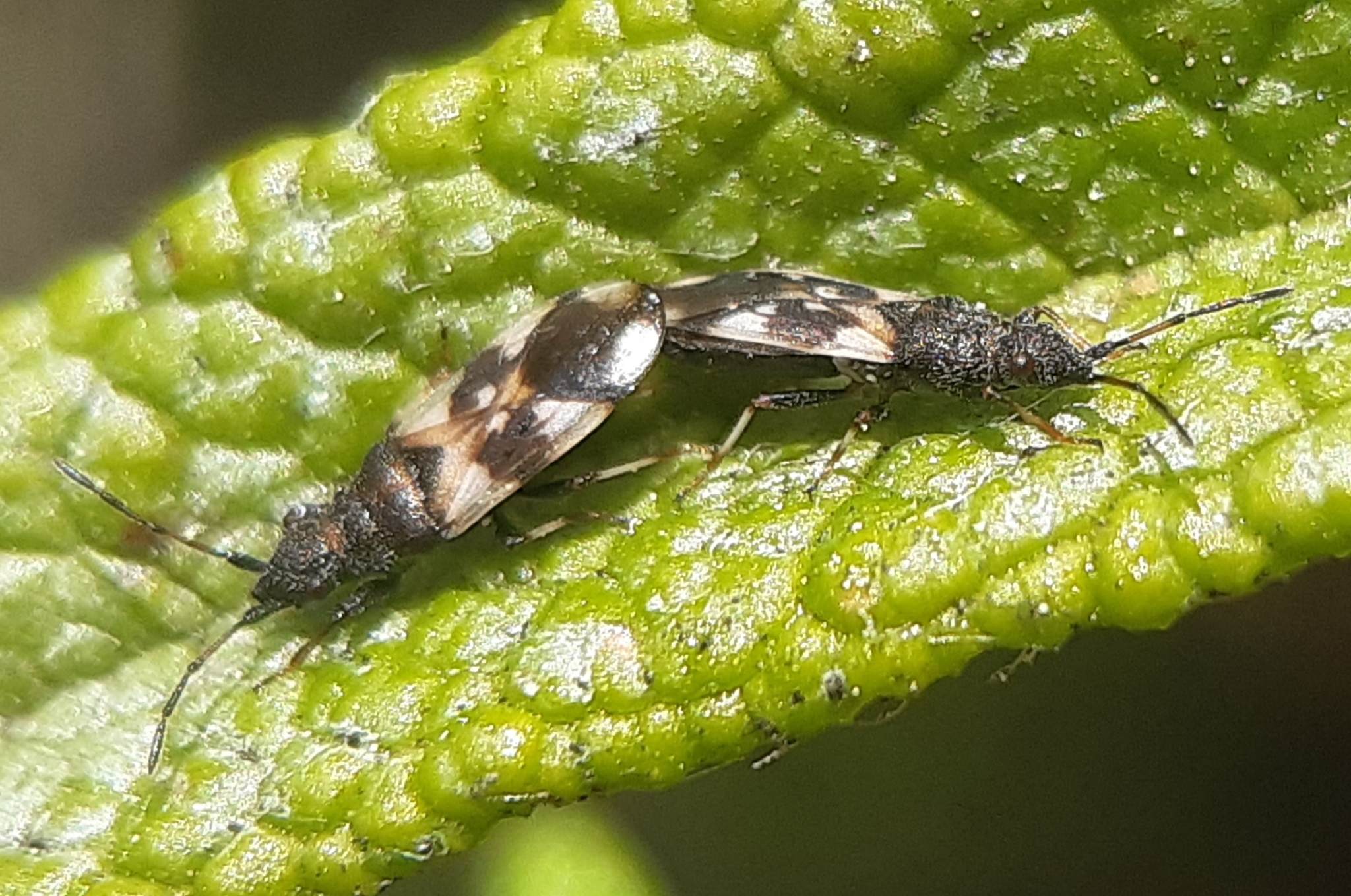 Macroplax