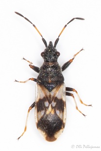 Macroplax