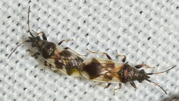Macroplax