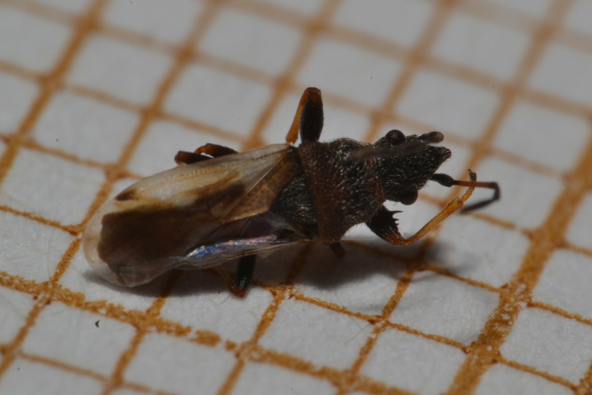 Macroplax