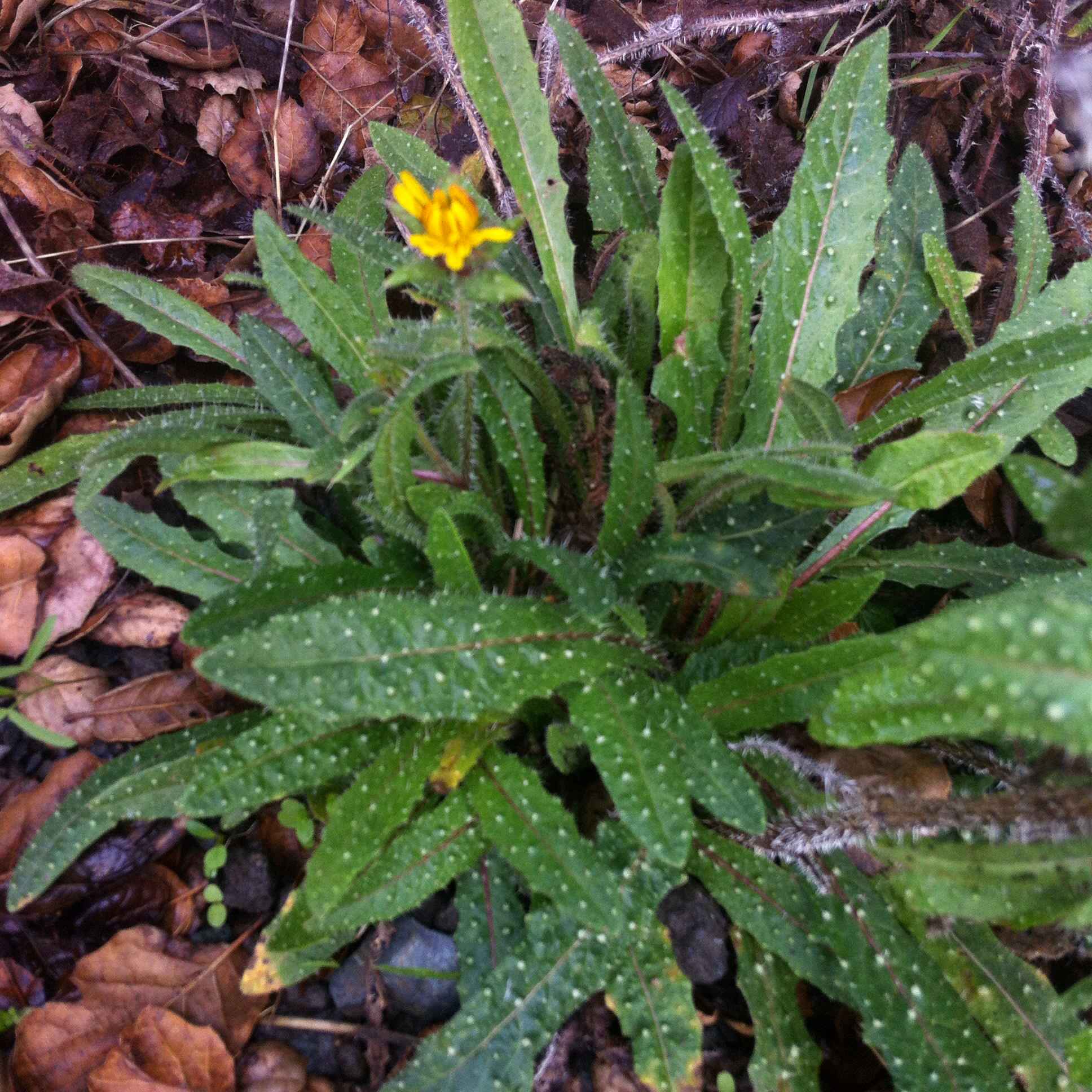 Helminthotheca echioides