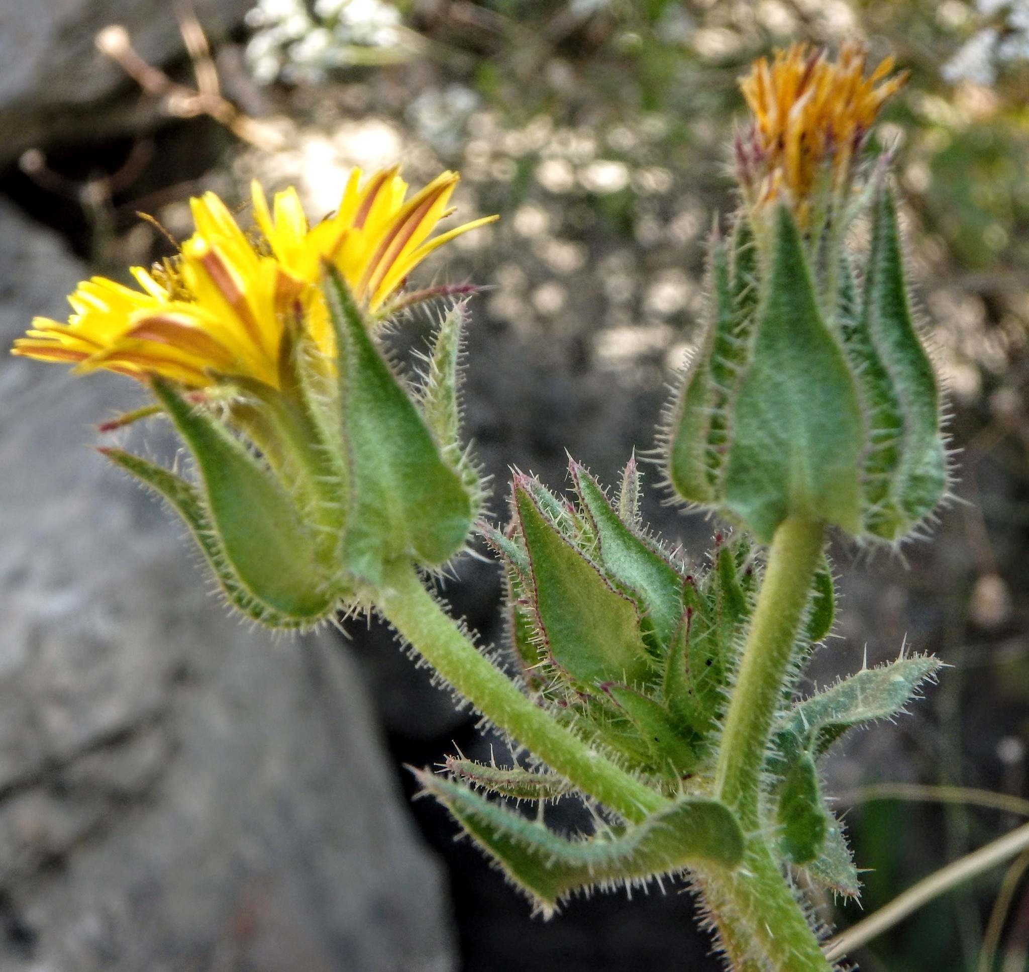 Helminthotheca echioides