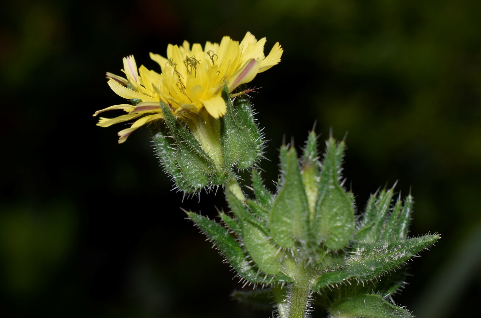 Helminthotheca echioides