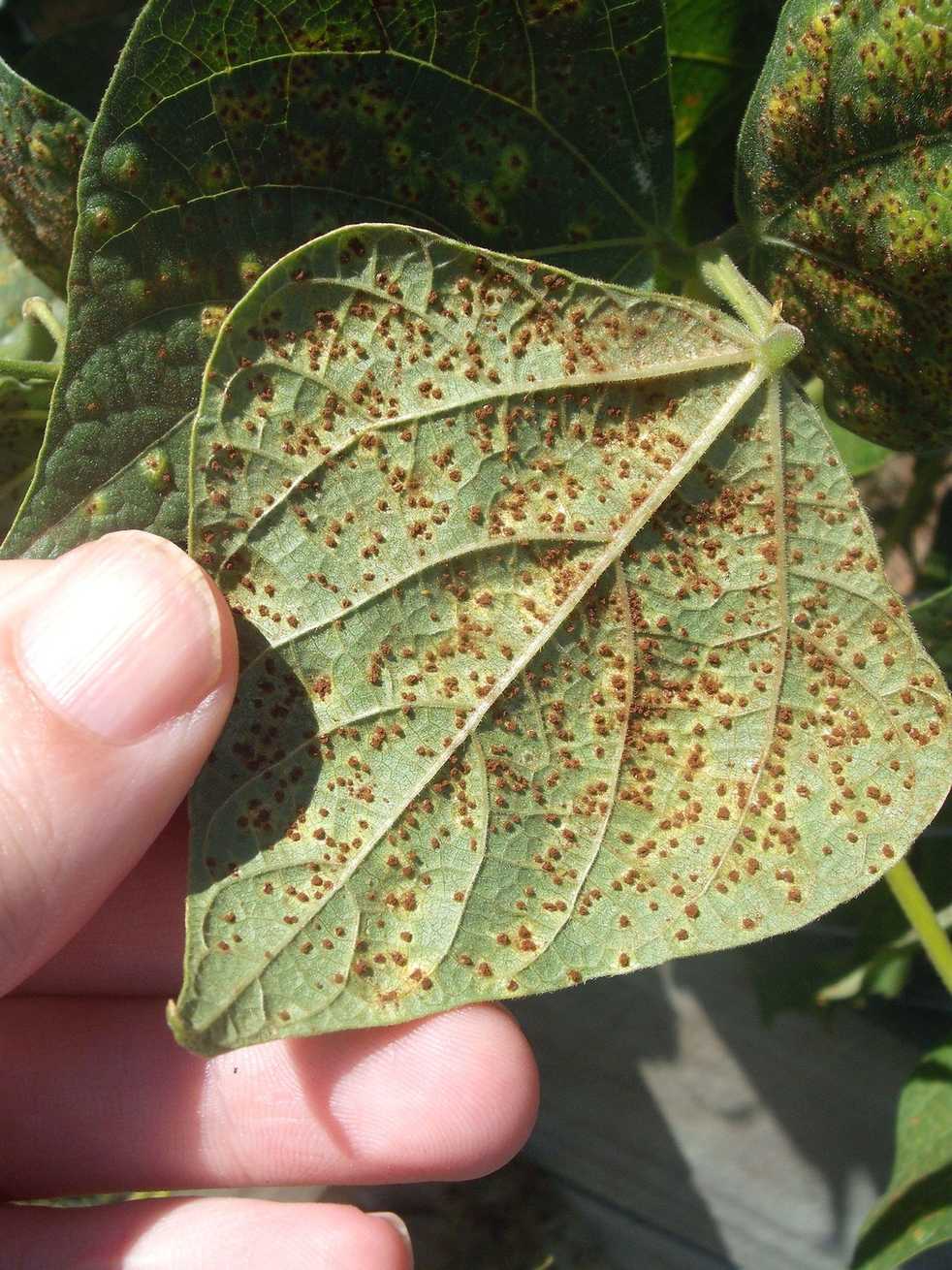 Uromyces appendiculatus