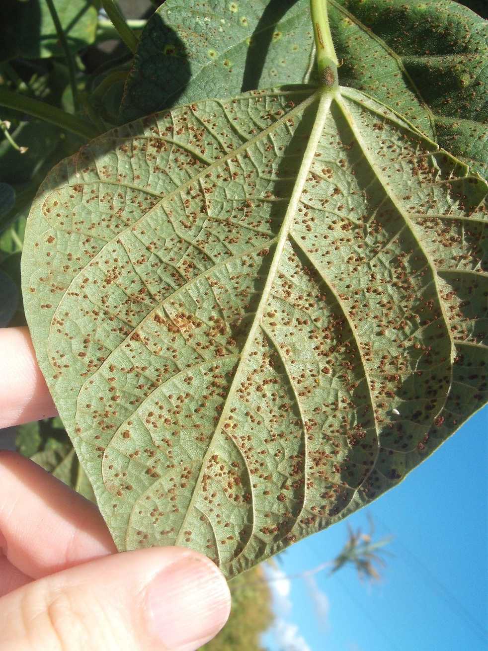 Uromyces appendiculatus