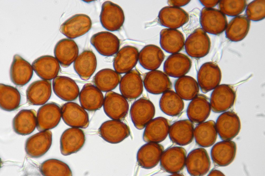 Uromyces appendiculatus