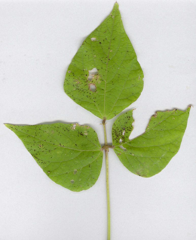 Uromyces appendiculatus