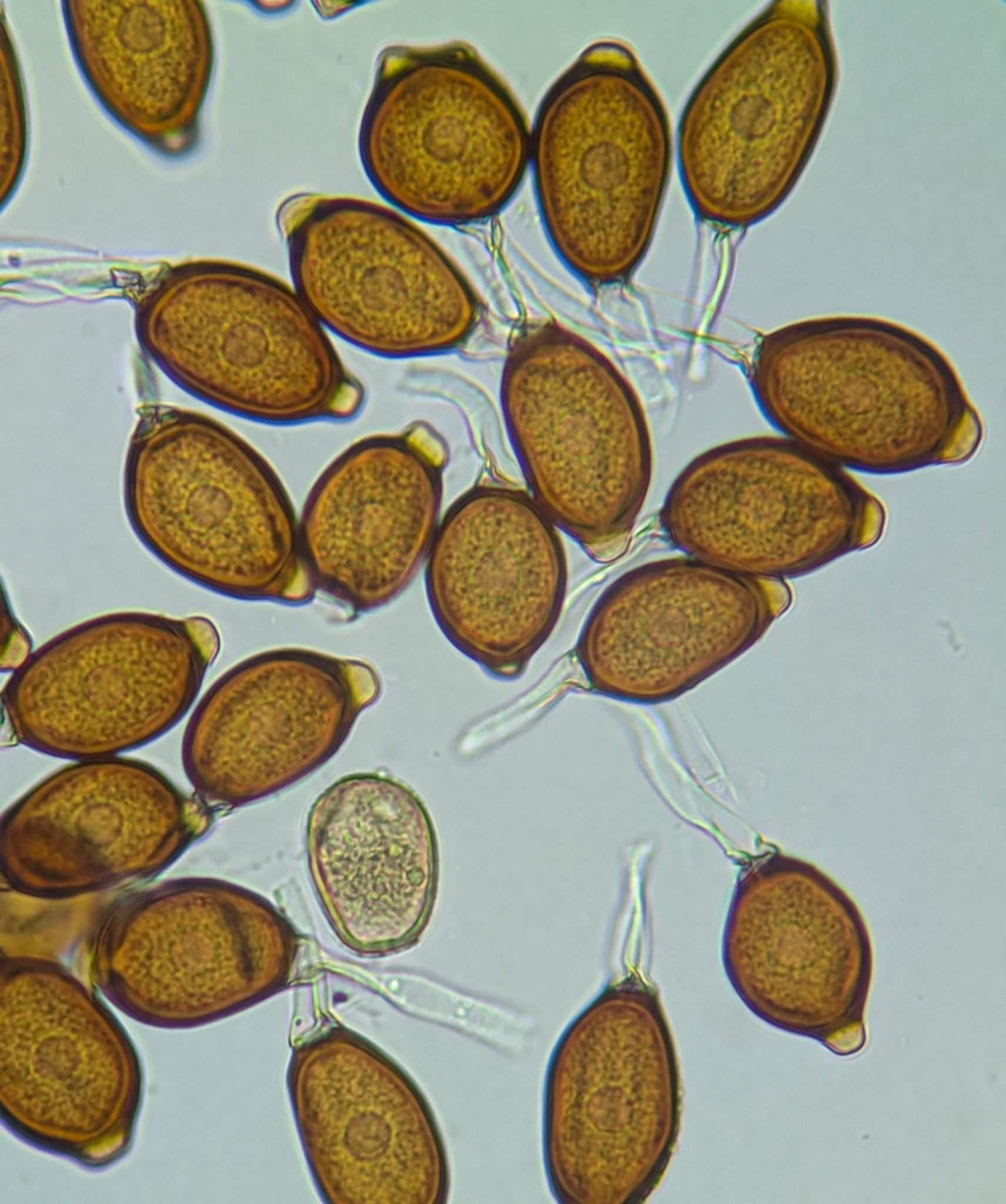 Uromyces appendiculatus
