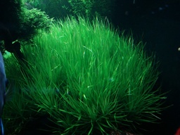 Blyxa japonica