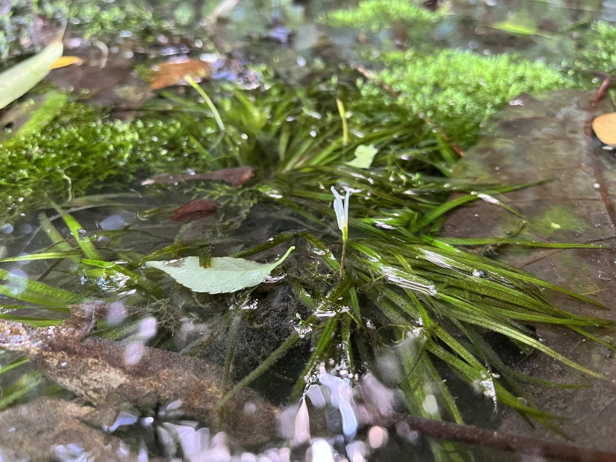 Blyxa japonica