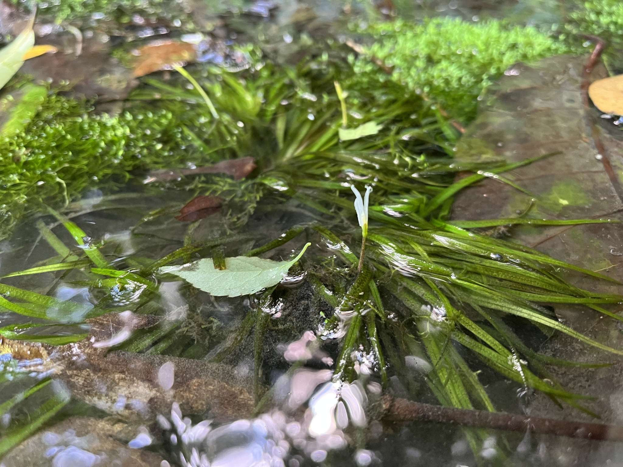 Blyxa japonica