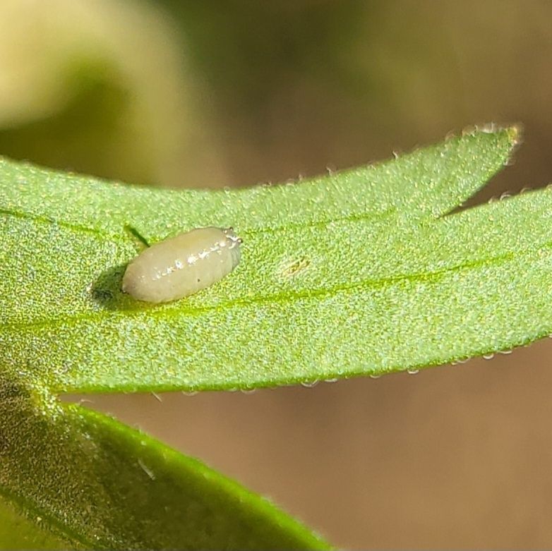 Phytomyza aconiti