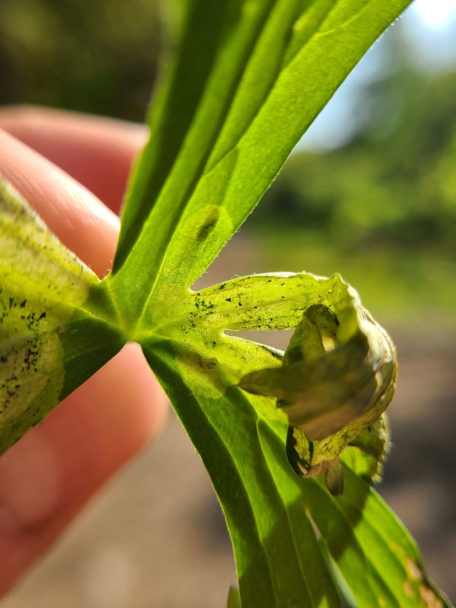 Phytomyza aconiti