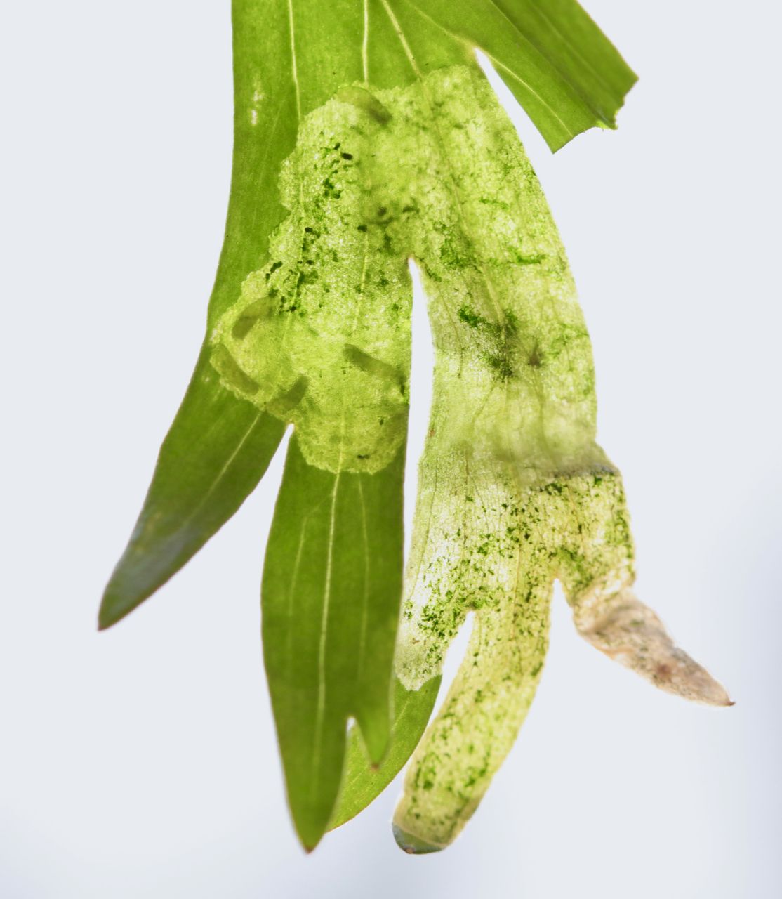 Phytomyza aconiti