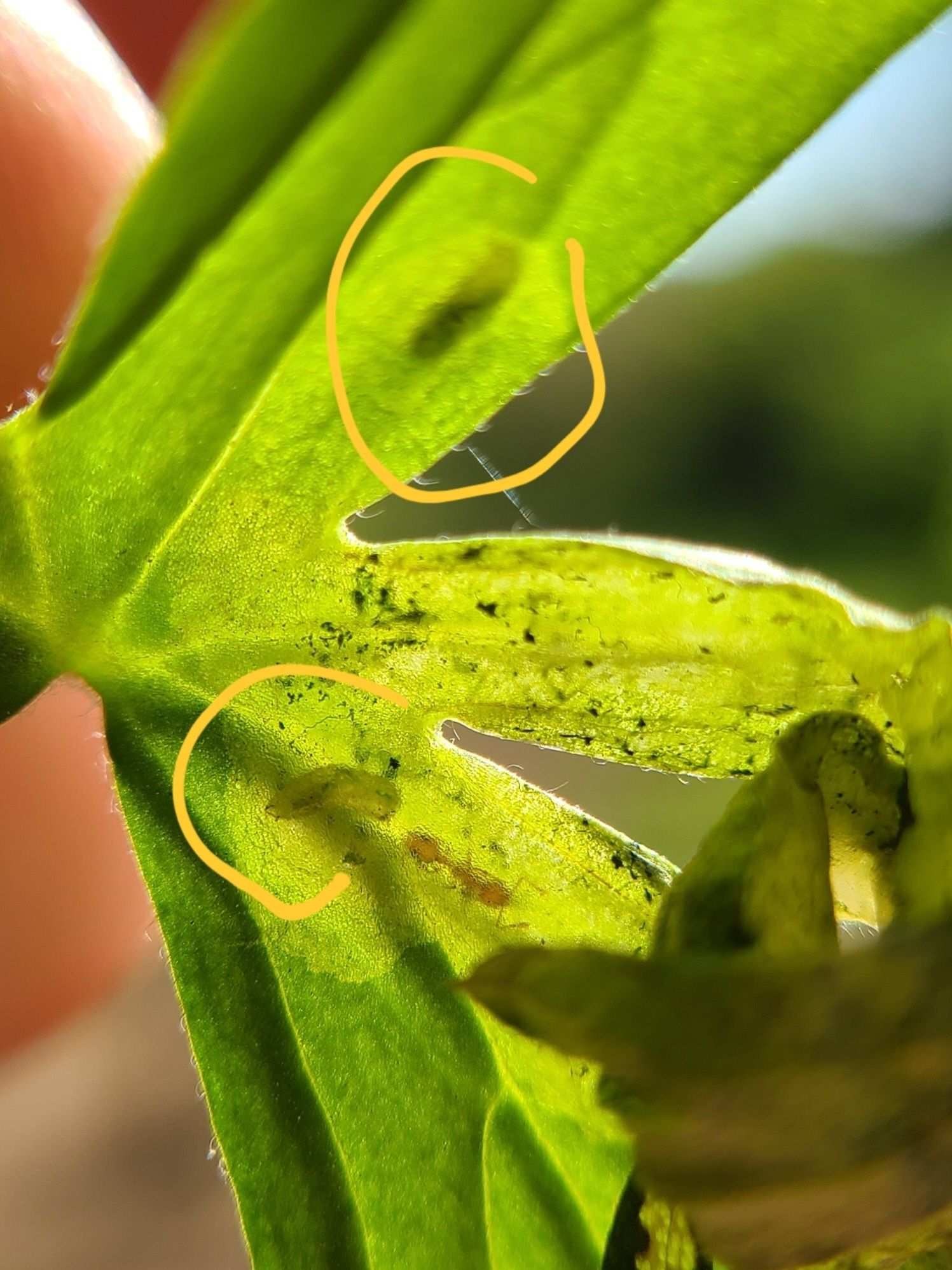 Phytomyza aconiti