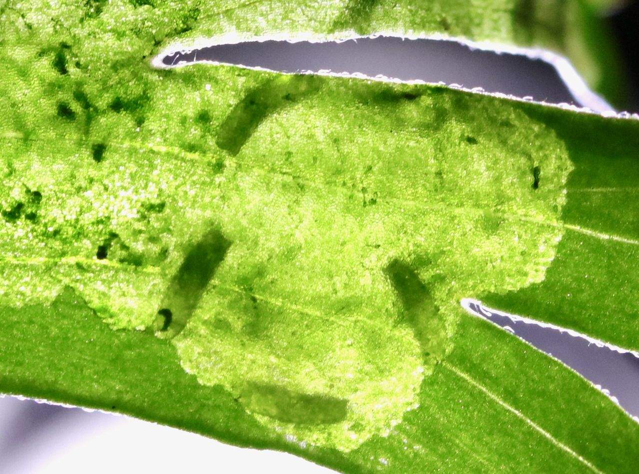 Phytomyza aconiti