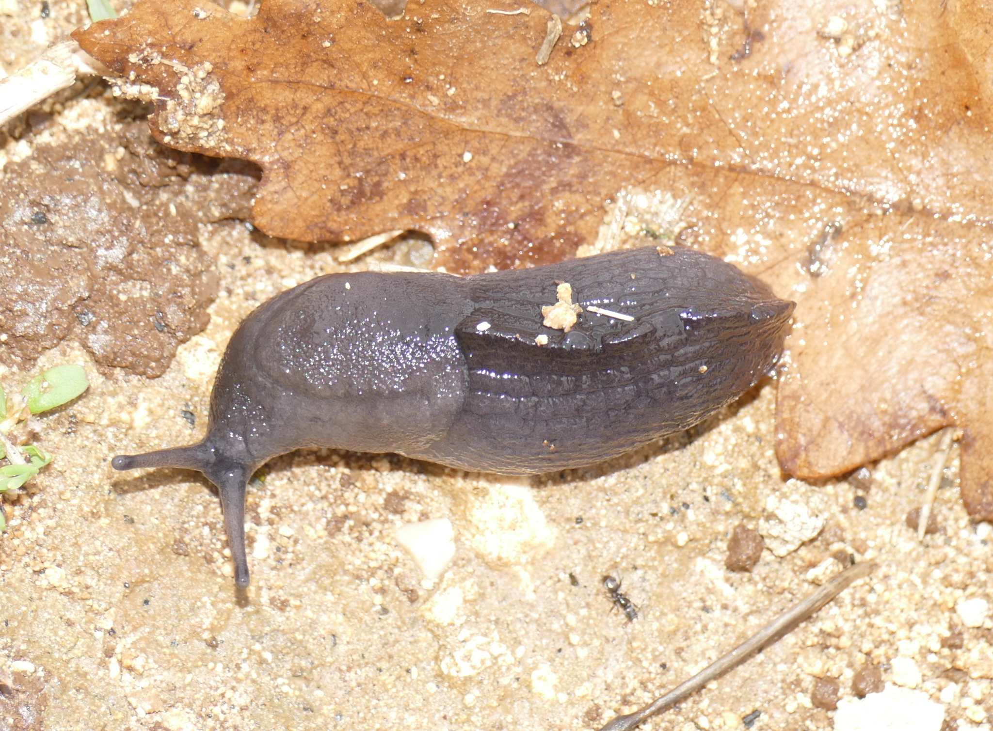 Milax nigricans