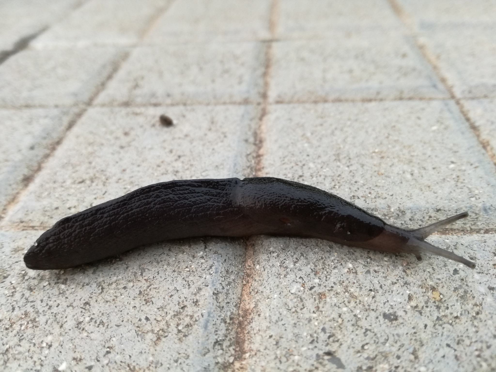 Milax nigricans