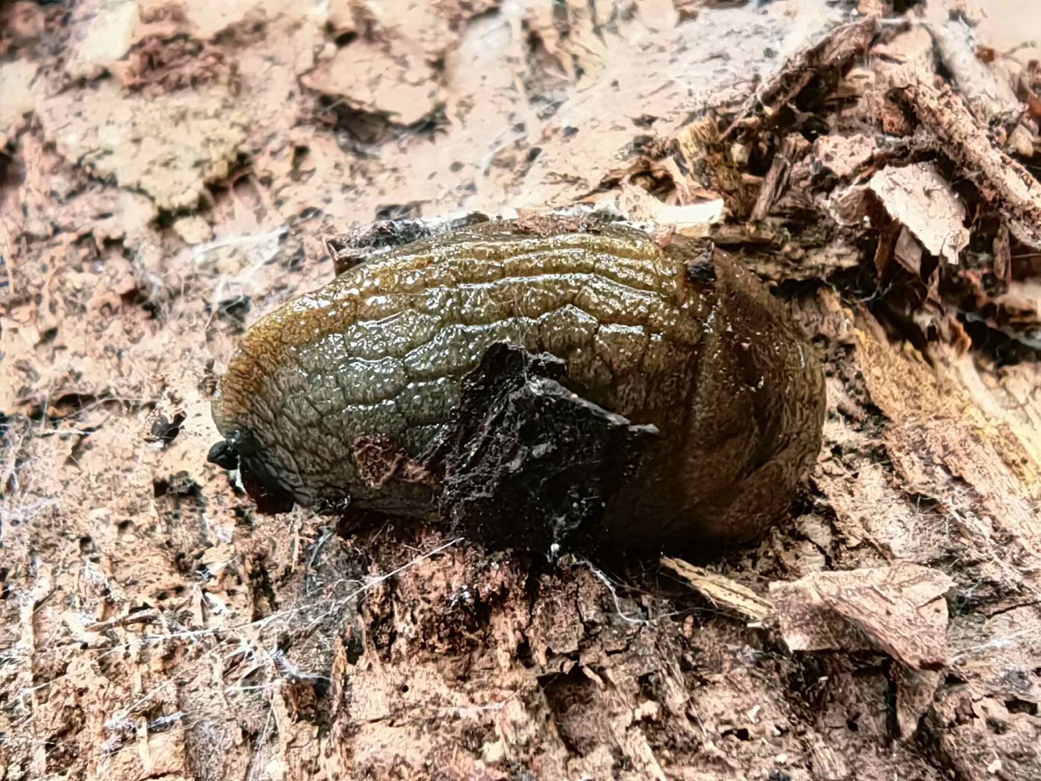 Milax nigricans