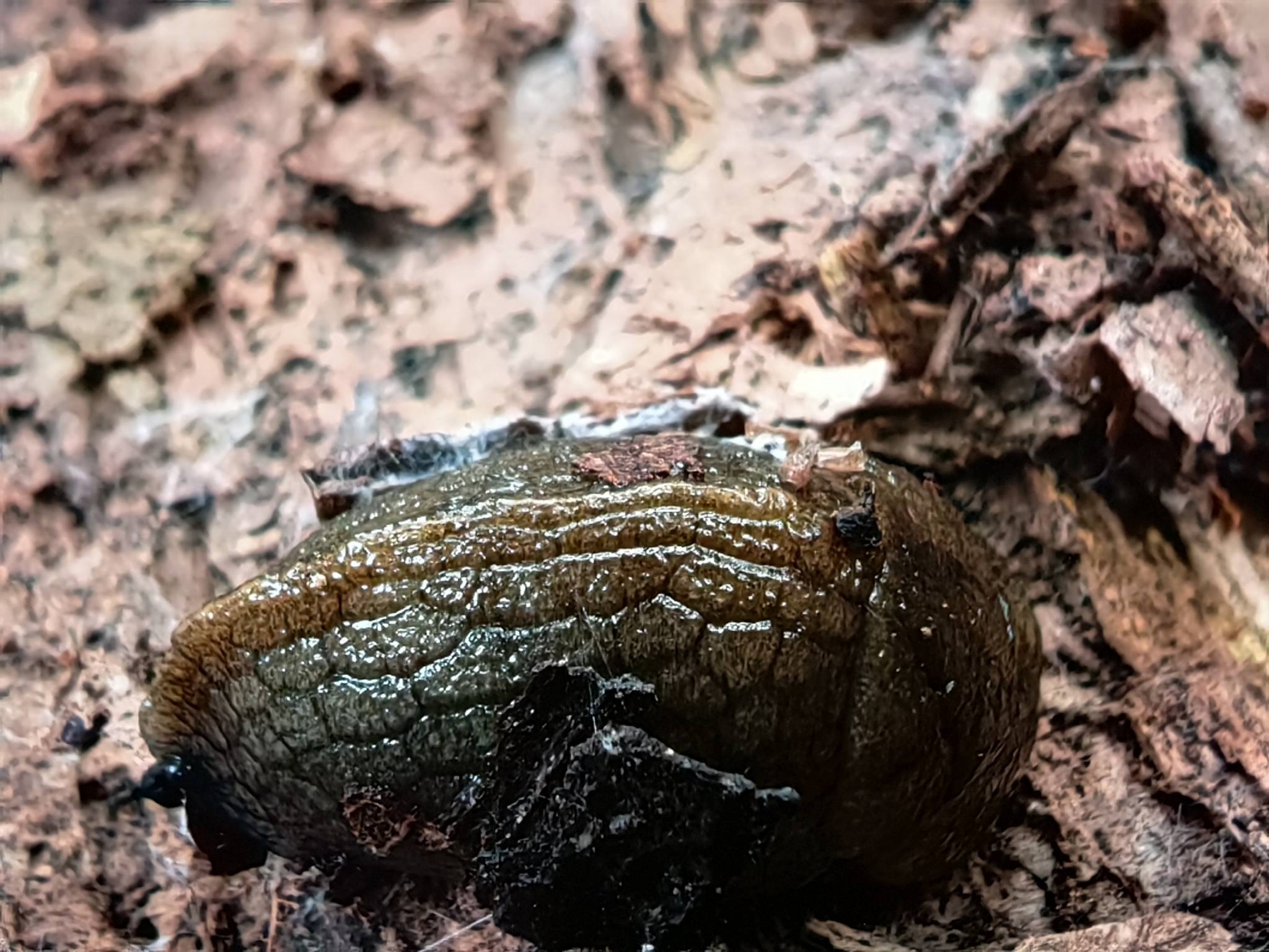 Milax nigricans