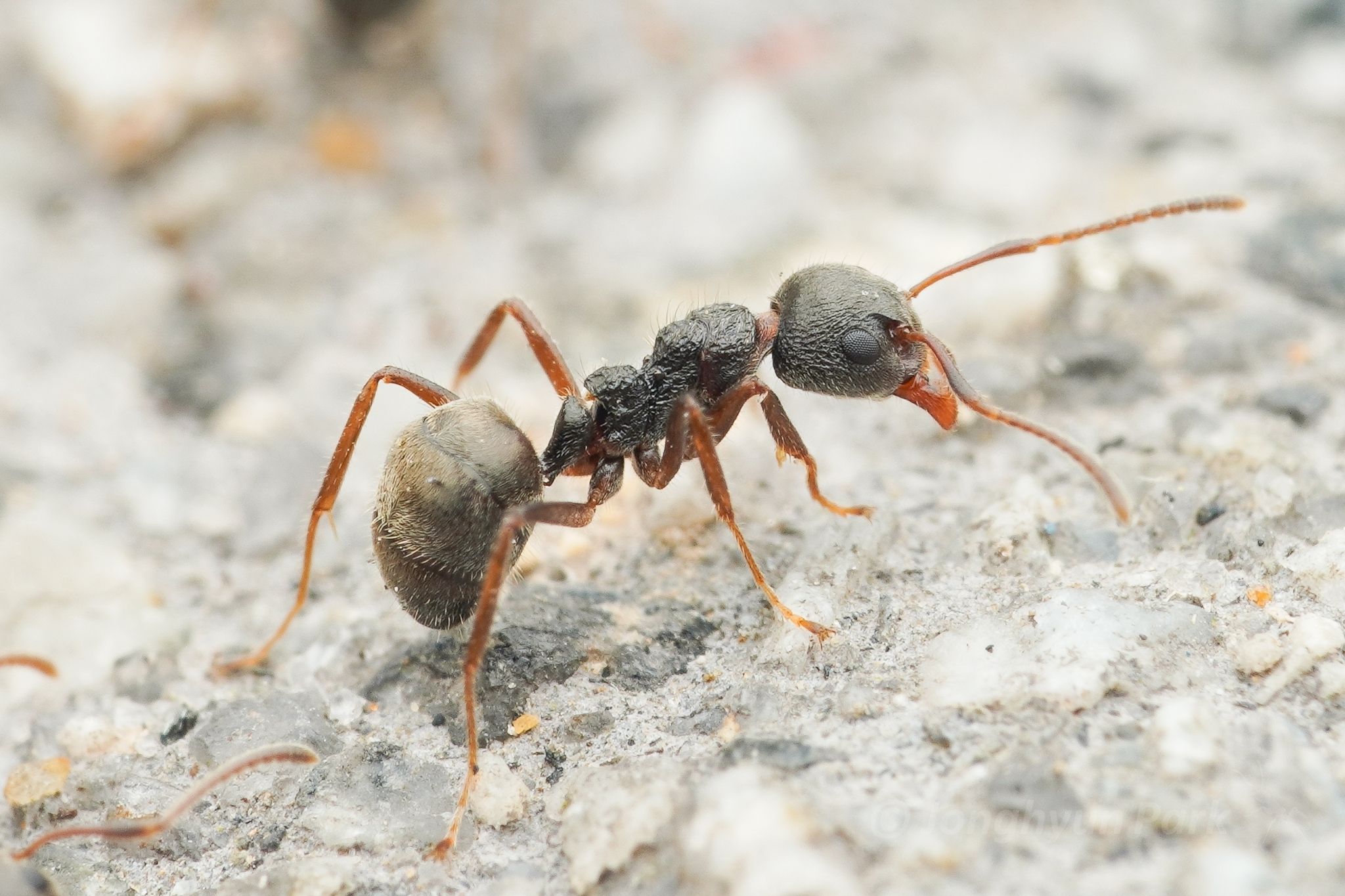 Dolichoderus thoracicus