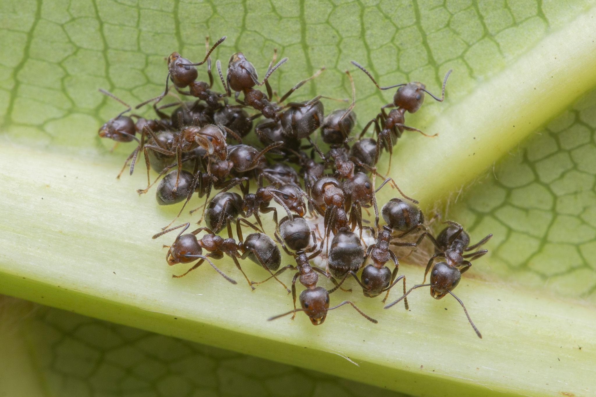 Dolichoderus thoracicus
