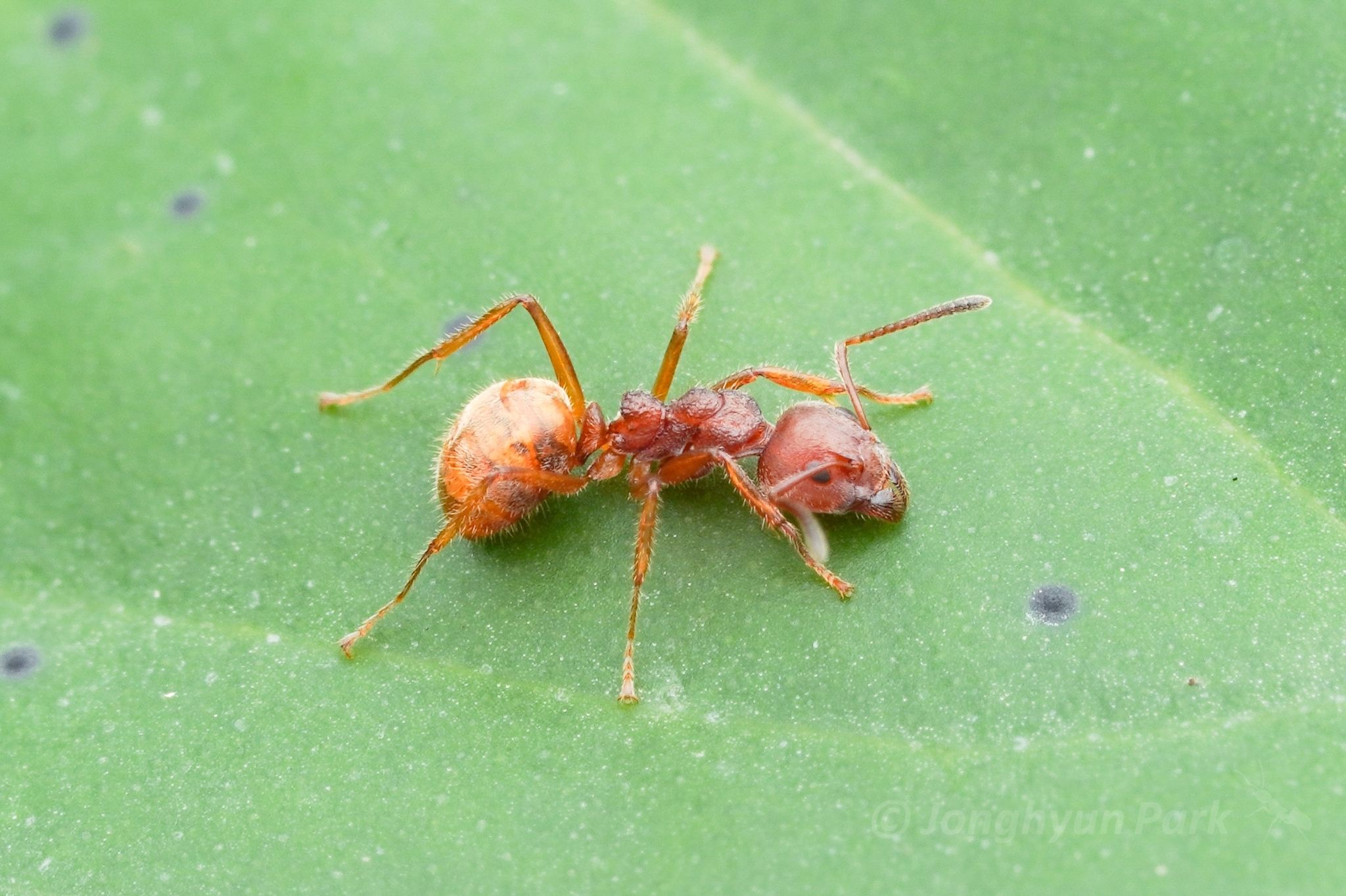 Dolichoderus thoracicus