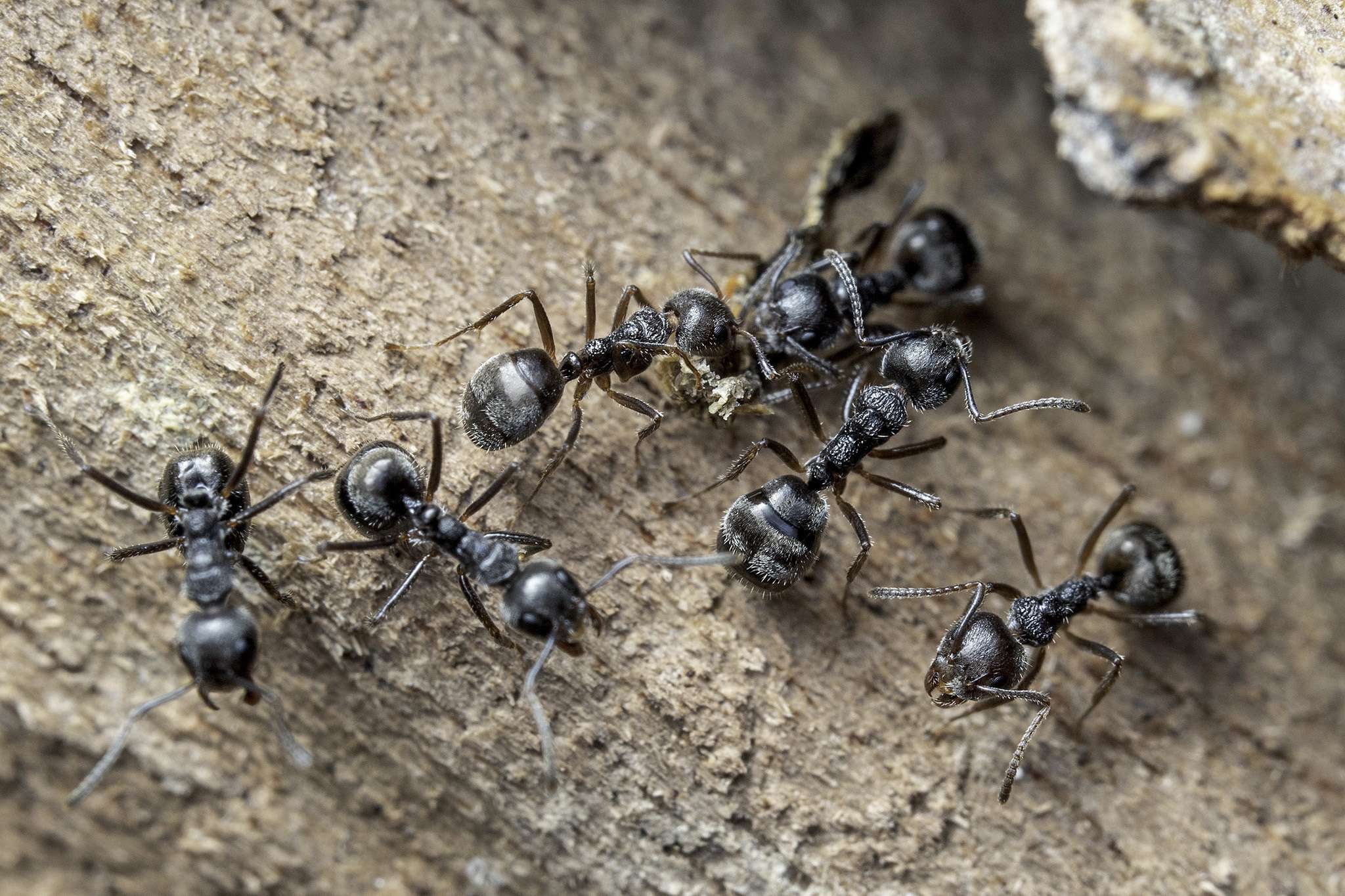 Dolichoderus thoracicus