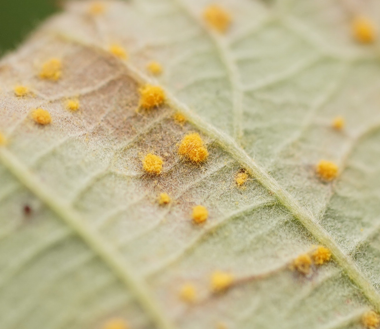 Phragmidium violaceum