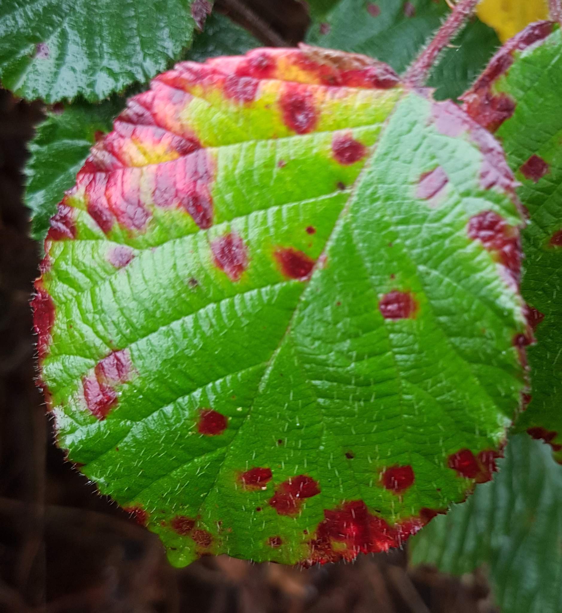 Phragmidium violaceum