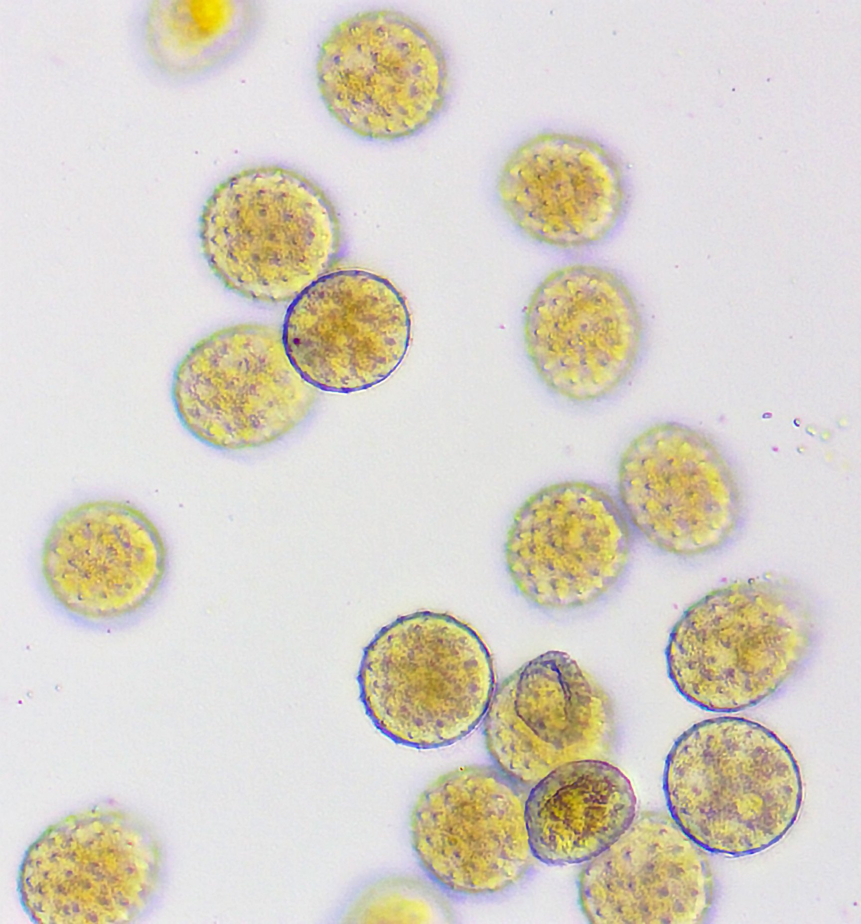 Phragmidium violaceum