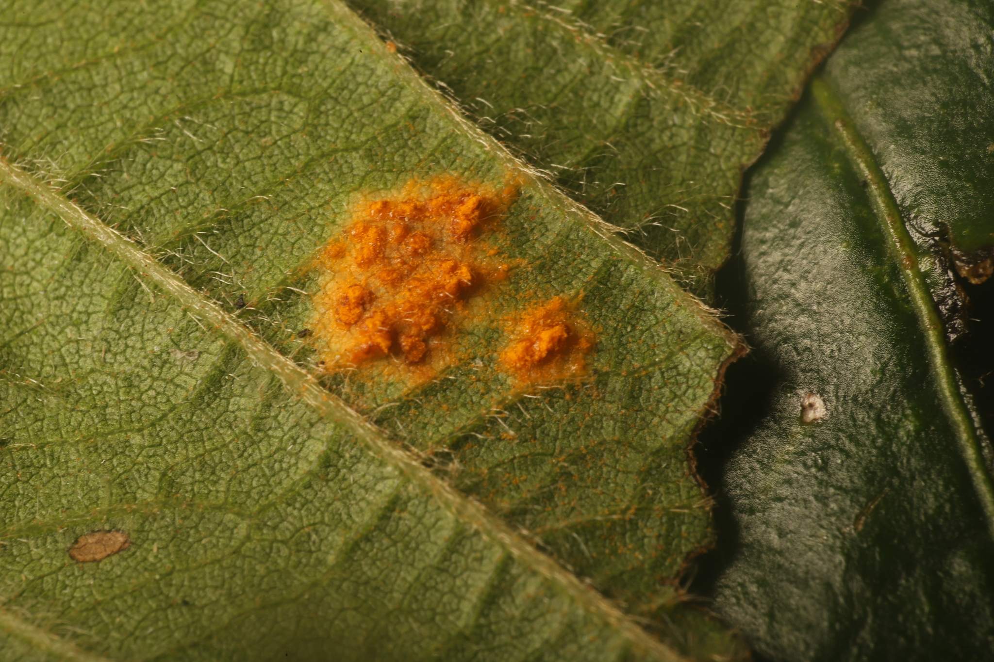 Phragmidium violaceum
