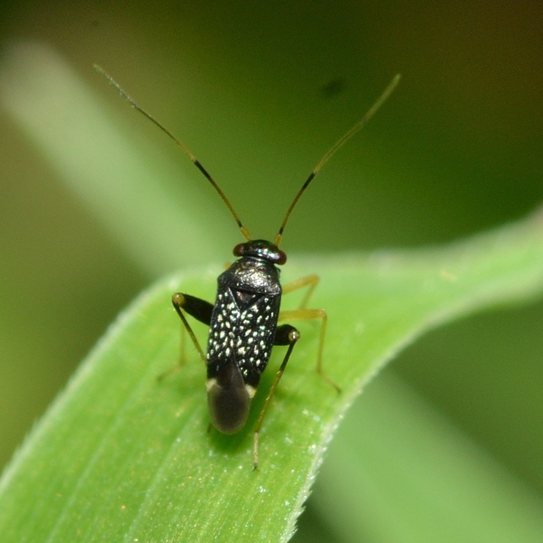 Microtechnites bractatus