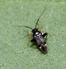 Microtechnites bractatus