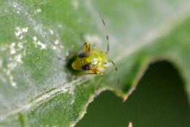 Microtechnites bractatus