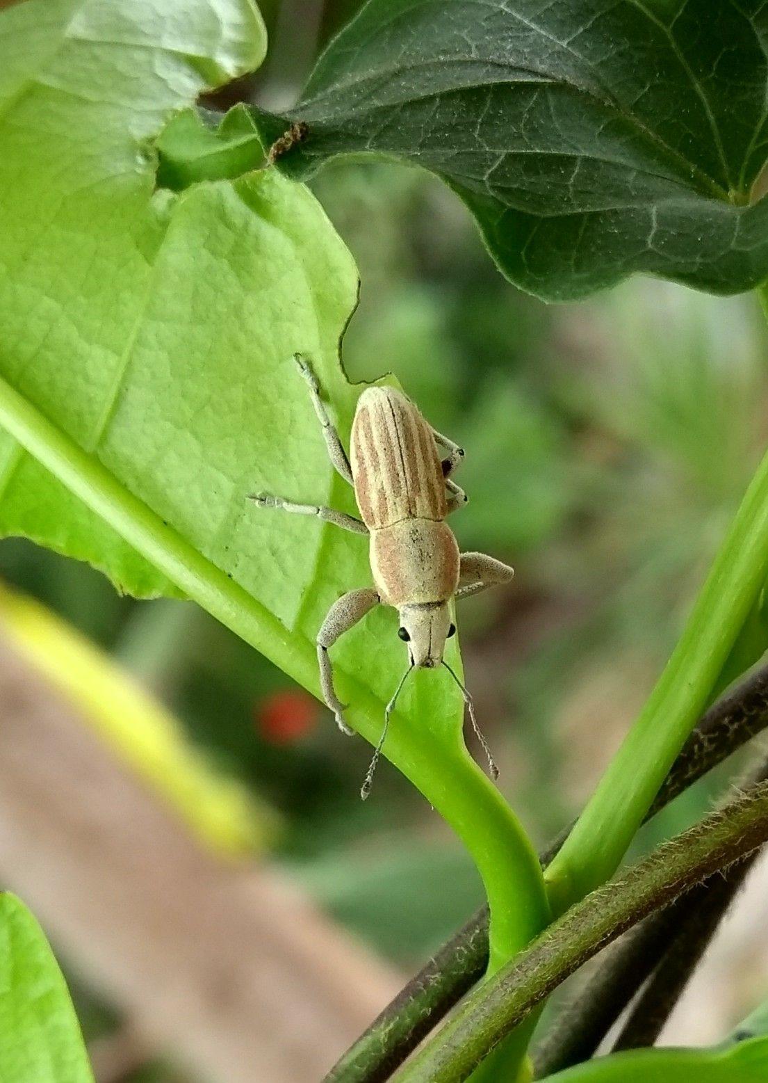 Pantomorus stupidus