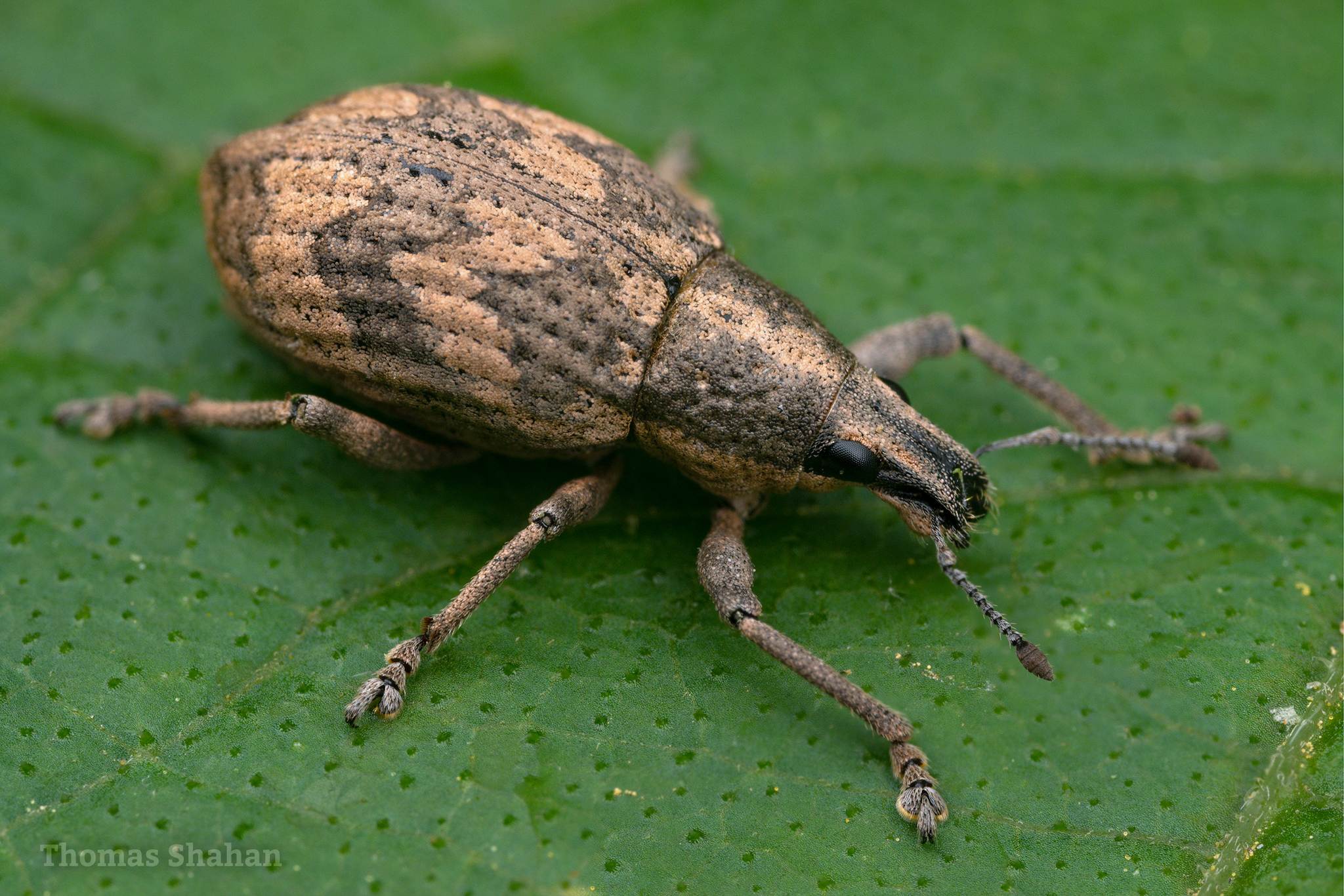 Epicaerus