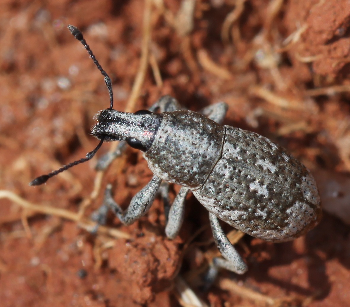 Epicaerus