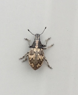 Epicaerus