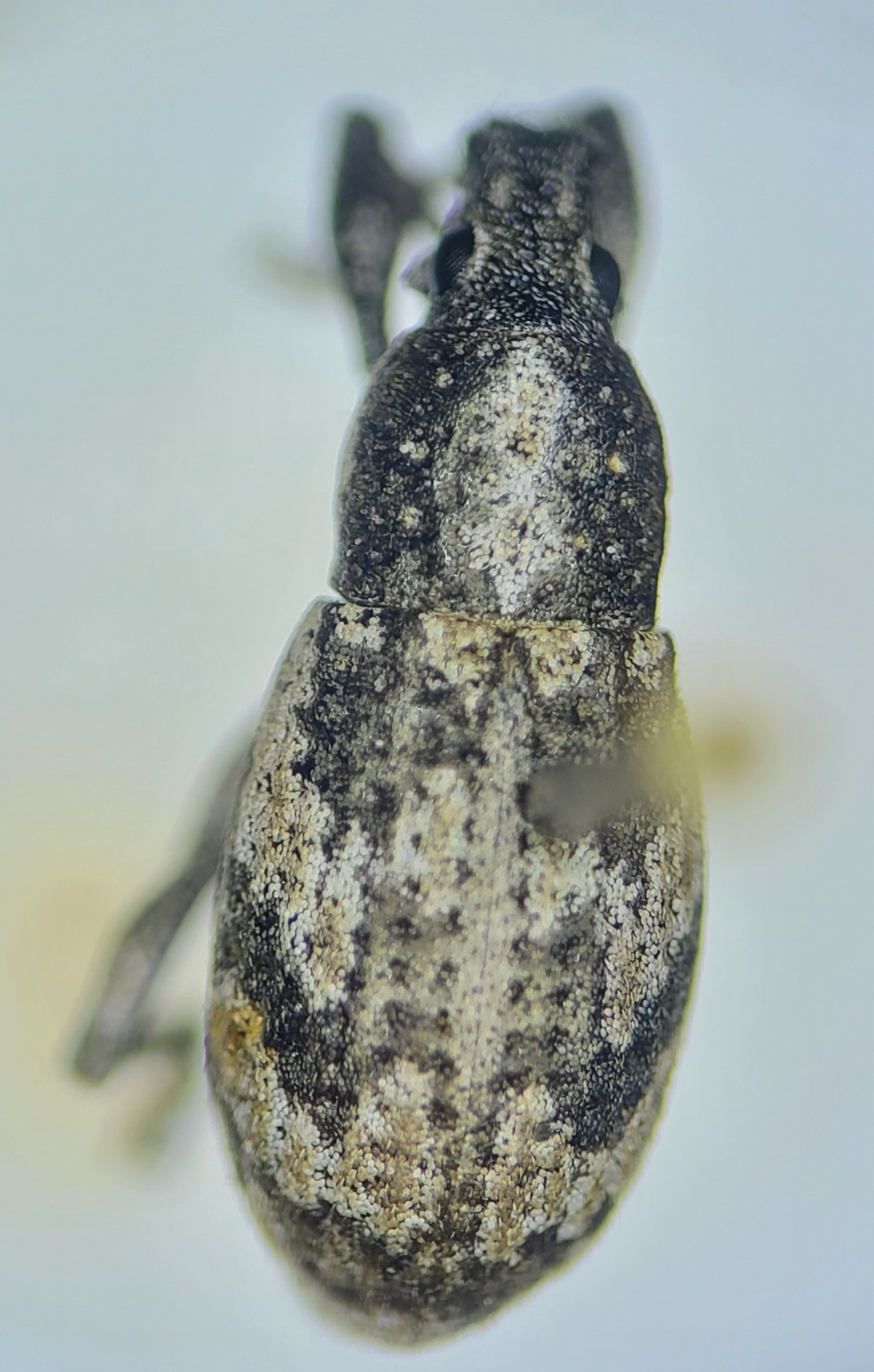 Epicaerus