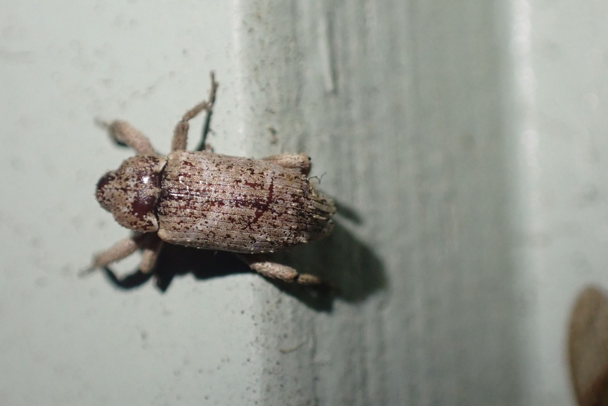 Mitrastethus baridioides