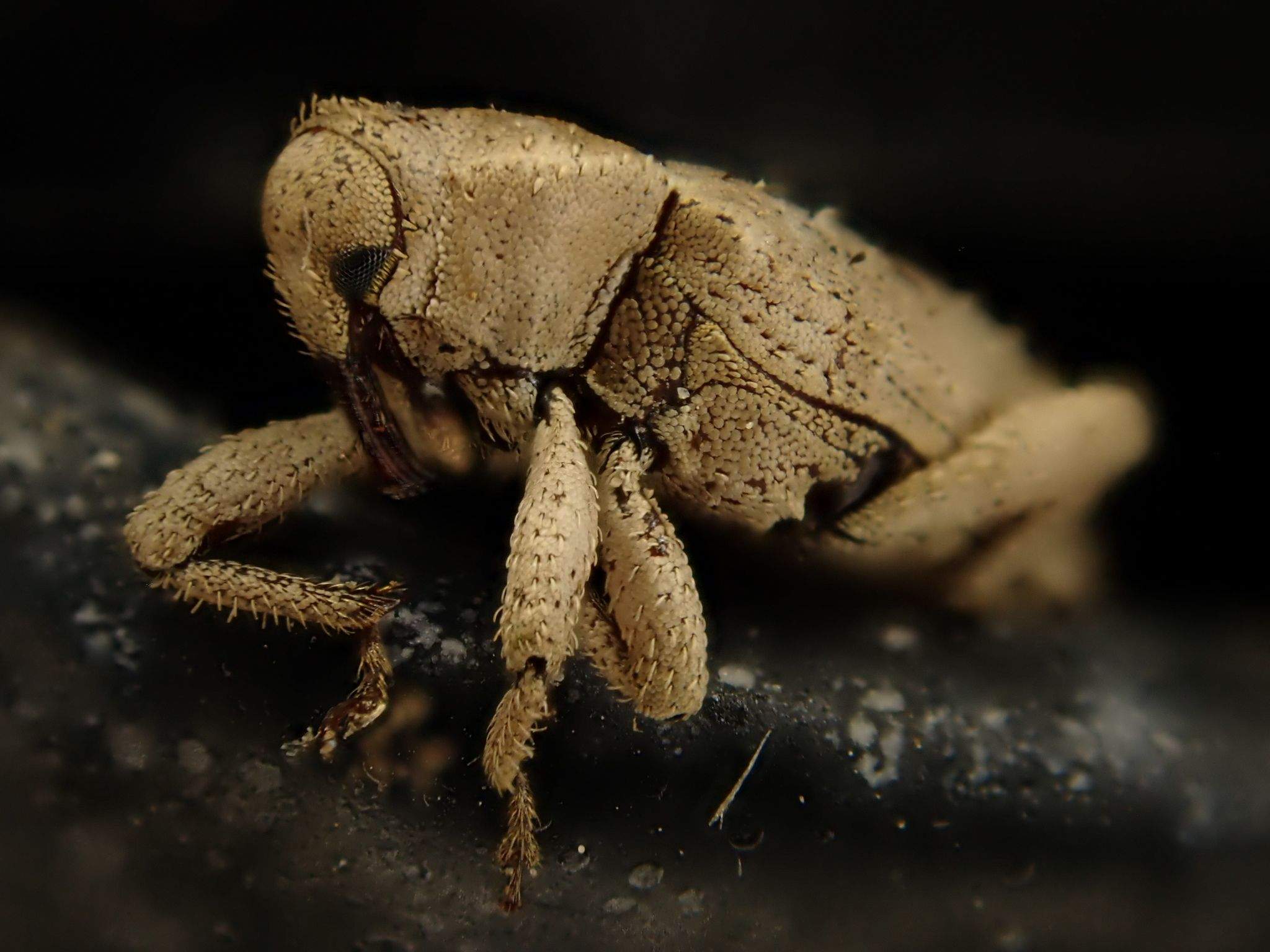 Mitrastethus baridioides