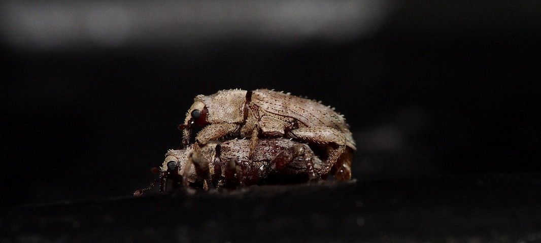 Mitrastethus baridioides