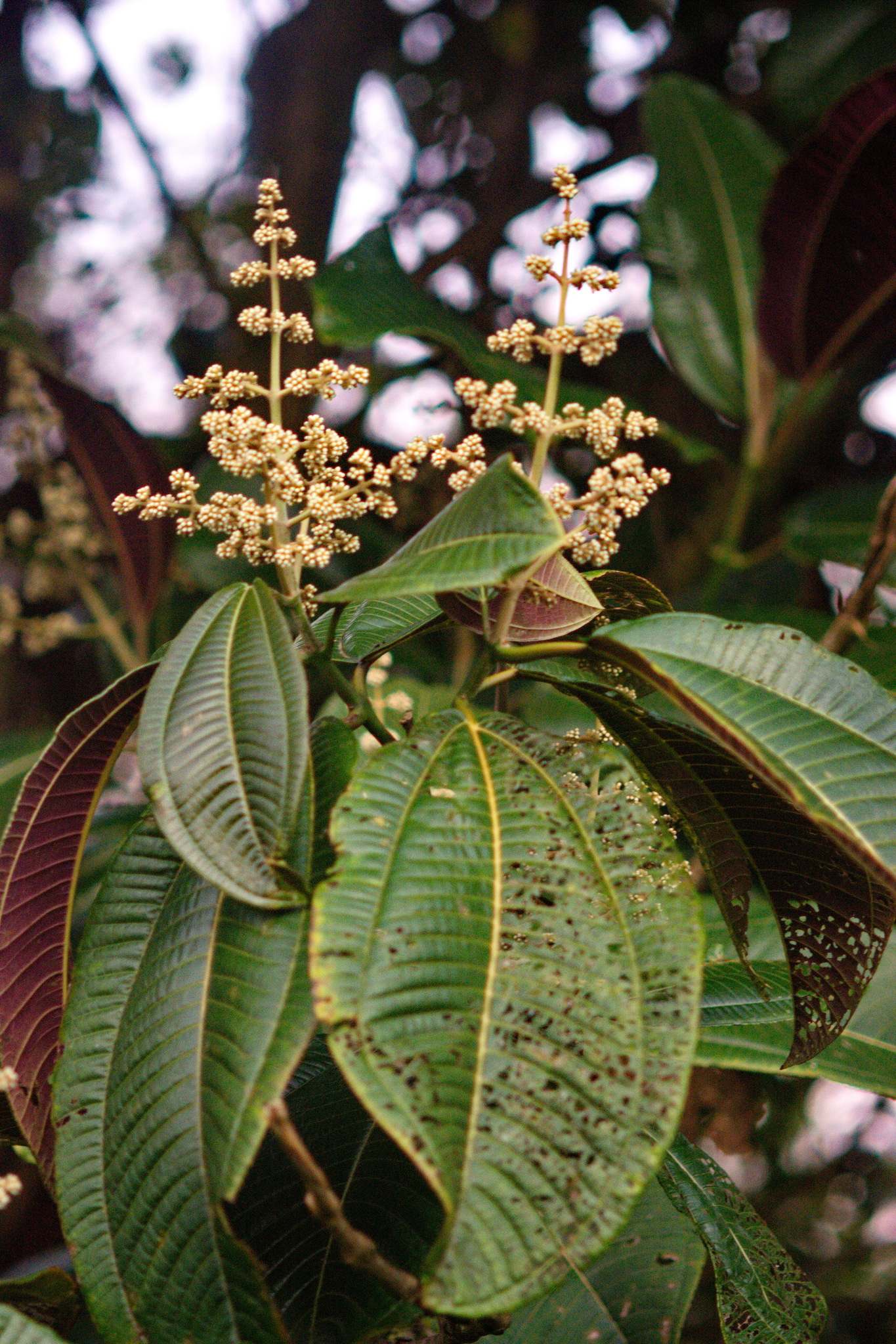 Miconia calvescens
